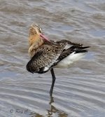 bt godwit preening 01PN lab small.jpg