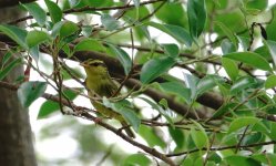 DSC08286 Sulphur-breasted Warbler @ Tai O.jpg