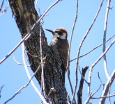 Arizona Woodpecker.jpg