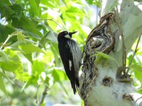 Acorn Woodpecker.jpg