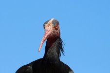 Bald Ibis sp 2.jpg