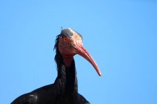 Bald Ibis sp 3.jpg