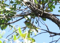 N. Beardless-Tyrannulet.jpg