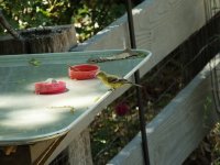 Lesser Goldfinch.jpg