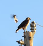 Harris Hawk.jpg