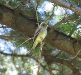 Western Wood-Pewee.jpg