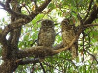 Spotted Owls.jpg