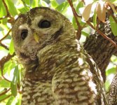 Mexican Spotted Owl.jpg