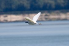 Little Egret.jpg