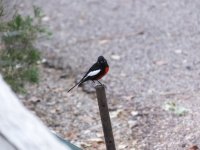 Painted Redstart.jpg