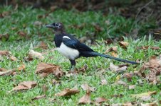 DSC08223 Aberrant Eurasian Magpie (1 week later) @ Pui O.jpg