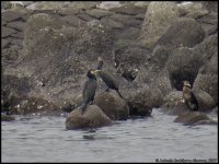 Phalacrocorax-capillatus_001.jpg