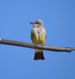 Western Kingbird.jpg