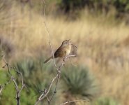 Botteri's Sparrow.jpg