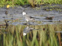 WHITE WAGTAIL DOONFOOT SEPTEMBER 2017.jpg