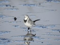 WHITE WAGTAIL DOONFOOT SEPTEMBER 2017 1.jpg