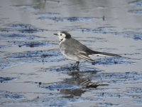 WHITE WAGTAIL DOONFOOT SEPTEMBER 2017 3.jpg