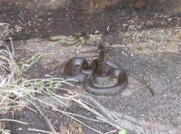 Grass snake 1.jpg