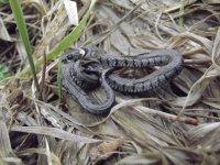 Grass snake 3.jpg