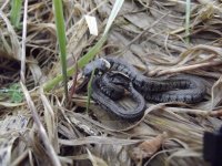 Grass Snake 4.jpg