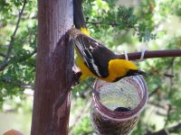 Hooded Oriole2.jpg