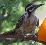 Ladder-backed Woodpecker.jpg