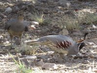 Quail pair.jpg