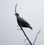 Band-tailed Pigeon.jpg