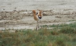 American Avocets.jpg