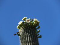 Saguaro cactus flowers.jpg
