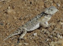 Regal Horned Lizard.jpg