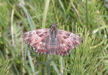 Tufted Marbled Skipper lt 4.jpg