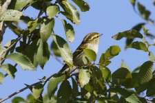 Pallas's Leaf Warbler.jpg