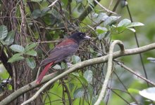 maroon oriole2.JPG