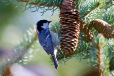 Coal Tit (2).jpg