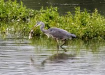 Heron with fish-1.jpg