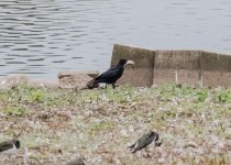 crow with fish-1.jpg