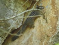 Cliff Chipmunk.jpg