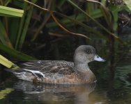 Wigeon_Girdle Ness_141017a.jpg