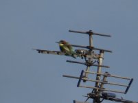 Bee-eater 3.JPG