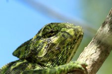 Chameleon sp 7.jpg