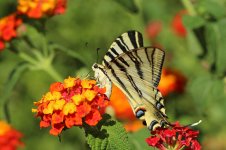 Iberian Scarce Swallowtail sp 2.jpg