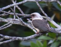 Great Billed Kingfisher_Tangkoko_180617a.jpg