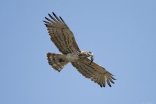 Short-toed-Eagle-(15)-With-Chameleon,-Bolonia1200web.jpg