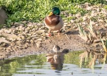 Jack Snipe-4630.jpg