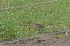 P1800770pse Lapland Bunting.jpg