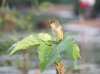 Winding Cisticola klein.jpg