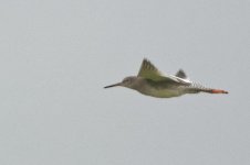 Spotted redshank 2.jpg