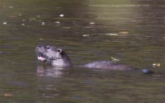 otter Almonte sept 2017.jpg