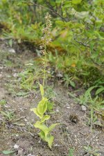 E helleborine Plant Minera 01.jpg